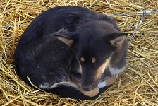 Dog on straw