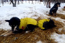 Wet dog on straw