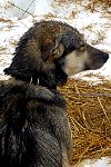 Wet dog on straw