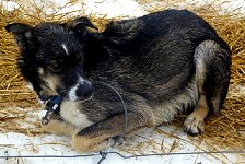 Wet dog on straw