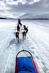 Dogs on the lake