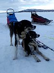 Wet dogs on lake