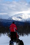 Vindelfjällen dog sledding