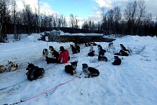 Praising the sled dogs