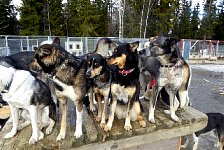 Dogs waiting to be petted