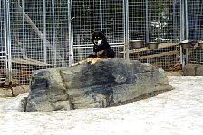 Peeta sitting on a rock