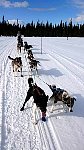 T-Shirt dogsledding