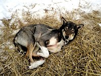 Dog on straw