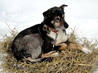 Dog on straw