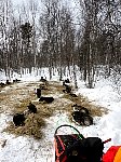 Dogs on straw