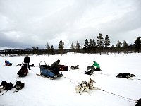 Dog resting as a group