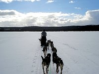 T-Shirt dogsledding