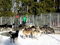 Dogs going into their kennels