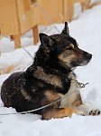 Dog resting outside