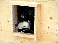 Dog in doghouse