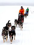 Sled dogs running