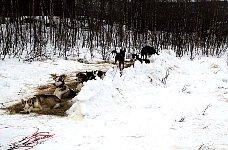 Snow wall for dogs