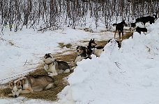 Snow wall for dogs