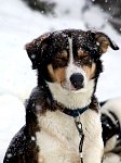 Dog and snowflakes