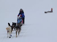 Dogsledding in the wind and snow