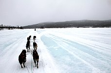 Dogsledding on Taerna Lake