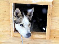 Dog resting in dog house