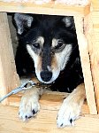 Dog resting in dog house