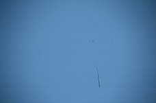 Darker grey spots on greyish white