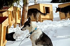 Sunny morning at the dog houses