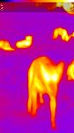 Thermo image of sled dog after rest on a sunny day