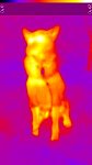 Thermo image of sled dog with neoprene vest