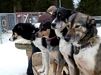 Dogs in dog yard