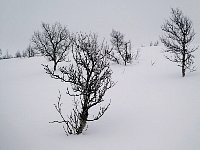 Trees in snow