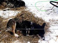 Dog under straw