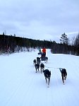 Constanze and her dog team on the road north from Ammarnaes