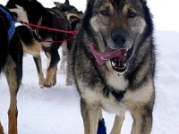 Sled dogs running