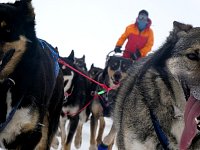 Sled dogs running