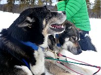 Slobbering dog