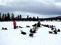 Dog resting as a group