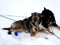 Dog relaxing