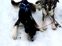 Dog having a few kibbles