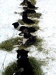 Dogs on hay piles