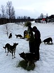 Dogs getting fresh hay