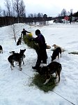 Dogs getting fresh hay