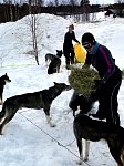 Dogs getting fresh hay