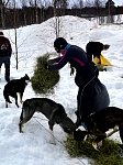 Dogs getting fresh hay