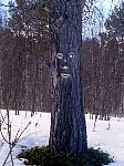 Friendly tree in Jaekkvik