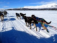 Dog team passing