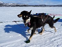 Sled dogs on the run