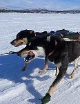 Sled dogs on the run